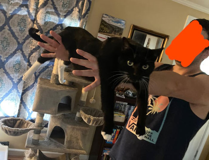 Adorable cat in a funny dangling pose held by a person.