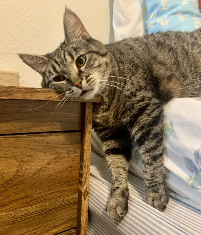 Tabby cat adorably dangling off a bed, resting its head on a wooden nightstand.