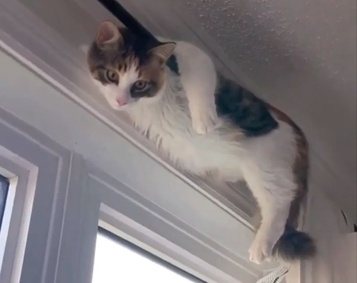 Adorable cat dangling humorously from a windowsill indoors.