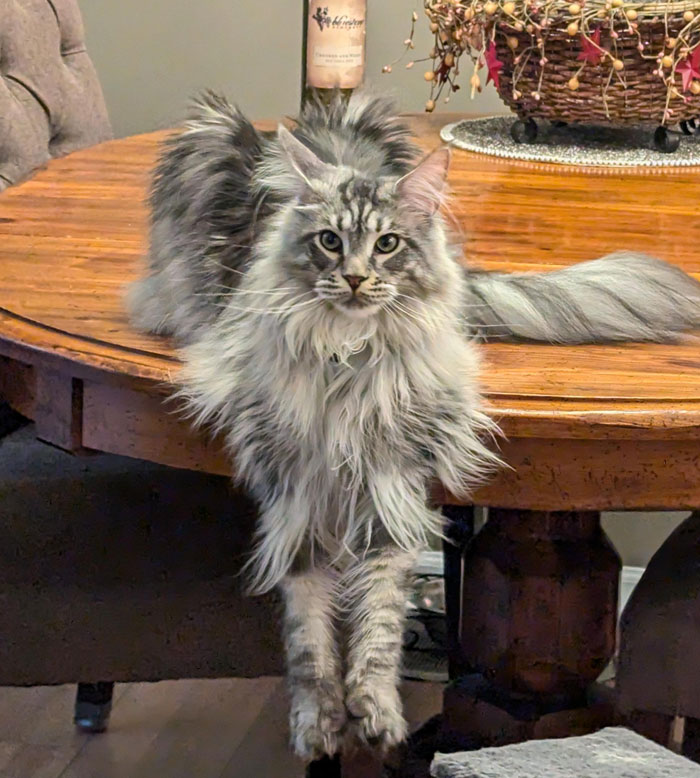 Adorable fluffy cat hilariously dangling off a wooden table.
