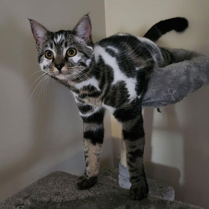 Adorable cat hilariously dangling on a cat tree, looking curious and playful.