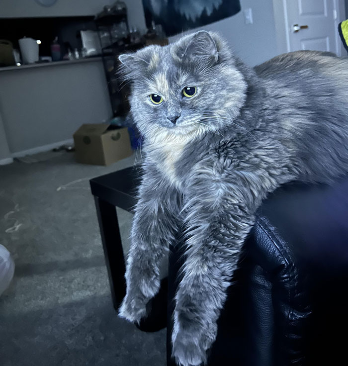 Adorable cat caught in a hilarious dangling position on a couch edge, looking curious and relaxed.