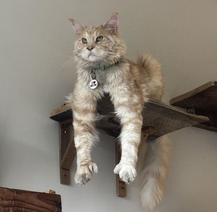 Adorable cat dangling from a shelf, wearing a collar with a heart charm.