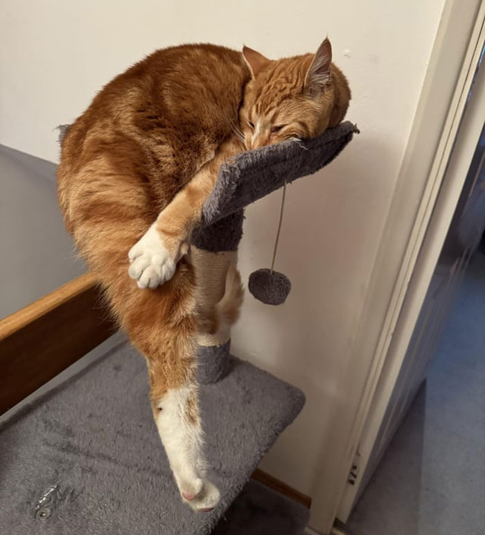 Adorable cat in a hilarious dangling position on a cat tree.