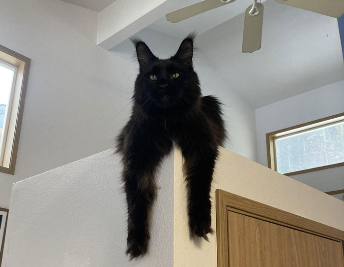 Black cat in an adorable dangling position on top of a wall inside a house.