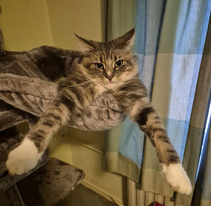 Adorable cat lounging humorously in a dangling position on a cat tree near a window.