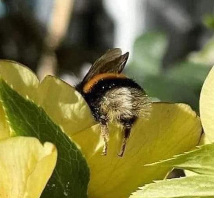 Adorable bee caught in a hilarious dangling position on a yellow flower.