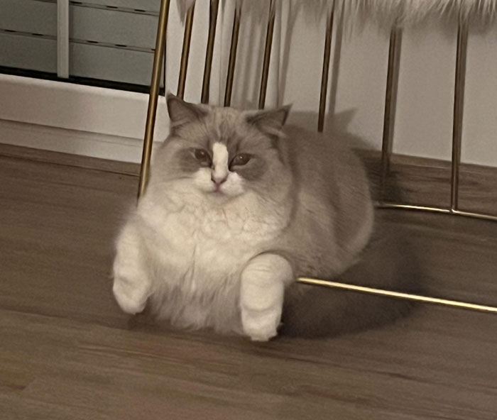 Adorable cat hilariously dangling under a chair, looking relaxed on a wooden floor.