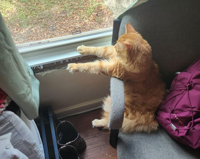Adorable orange cat caught dangling its front paws on a chair by the window.