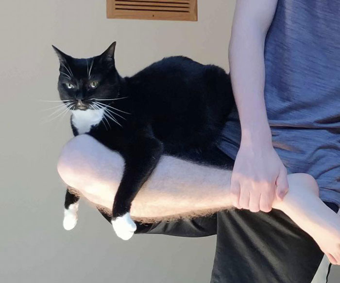 Adorable black and white cat amusingly perched on a person's leg.