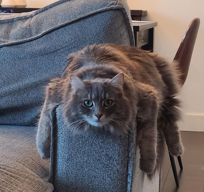 Fluffy cat adorably dangling over a couch edge.