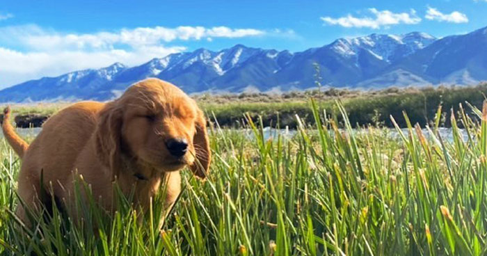 39 Hilariously “Beautiful” Images Of Dogs Pooping In The Most Breathtaking Locations