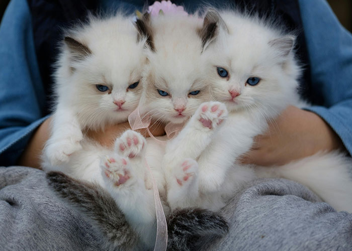 “Fixed My Life”: 30 Expensive Items That Are Worth The Price Tag