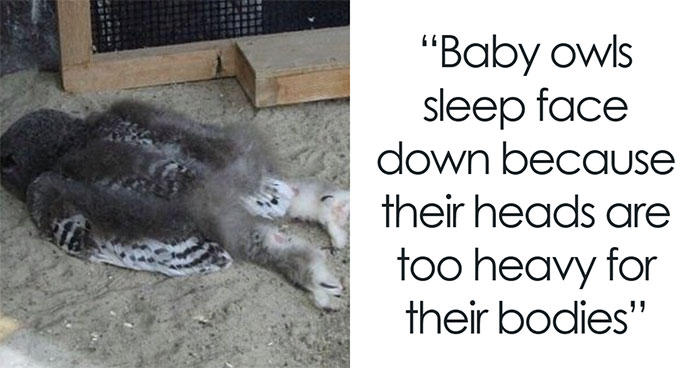 50 Facts For Those Who Are Constantly Curious About The World (New Pics)