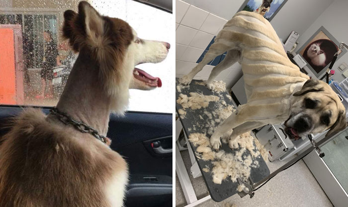 50 Times Pets Left The Groomer Looking Like Totally Different Animals (New Pics)