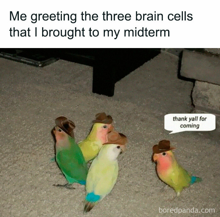 Funny-Birds-Memes