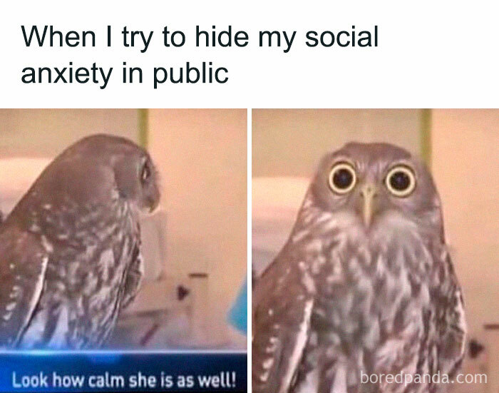 Owl with wide eyes becomes amusing meme material about social anxiety.