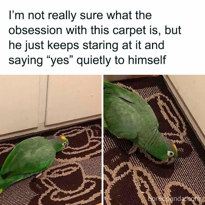 Parrot staring at a carpet, creating a humorous moment perfect for bird memes.