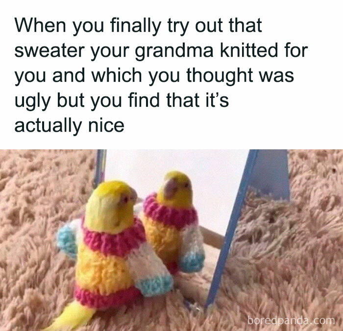 Birds wearing knitted sweaters and looking in a mirror, perfect material for memes.