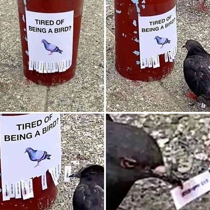 Pigeon pulling a tab from a sign that reads "Tired of being a bird?" for a funny bird meme.