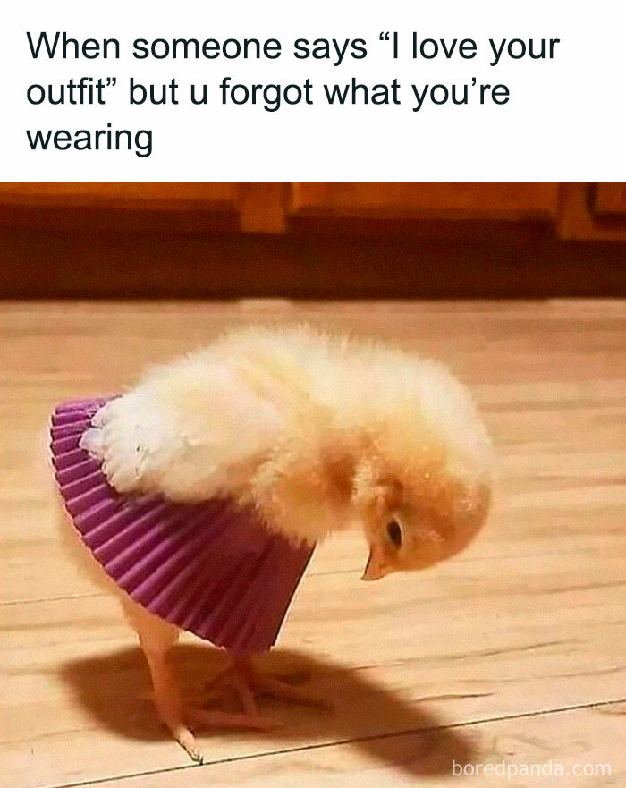 Fluffy chick posing with a purple cupcake liner skirt, creating a funny meme-worthy moment for bird-themed humor.