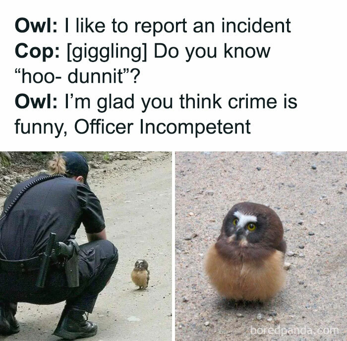 A small owl encounters a police officer, creating perfect material for bird memes.