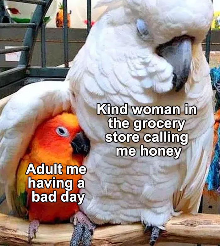 Two birds in a humorous meme; a colorful parrot snuggles a white cockatoo.