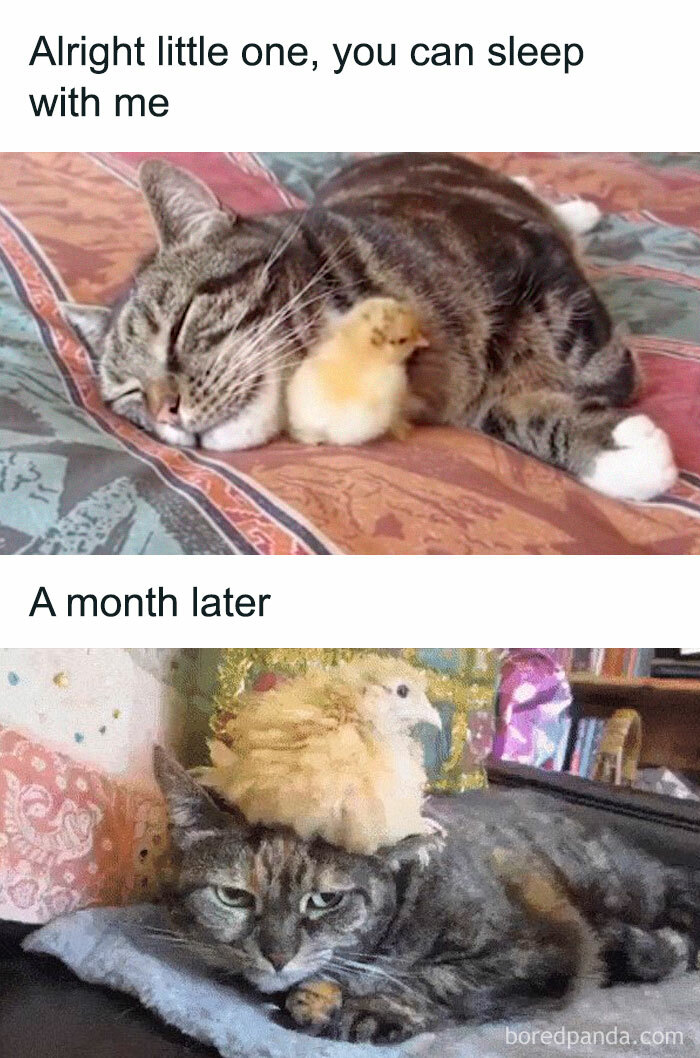 Cat with a chick sleeping beside it, then the grown bird sitting on the cat's head, perfect for bird memes.