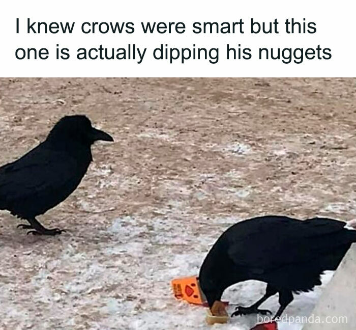 Two crows, one dipping nuggets in sauce, showcasing birds as perfect meme material.
