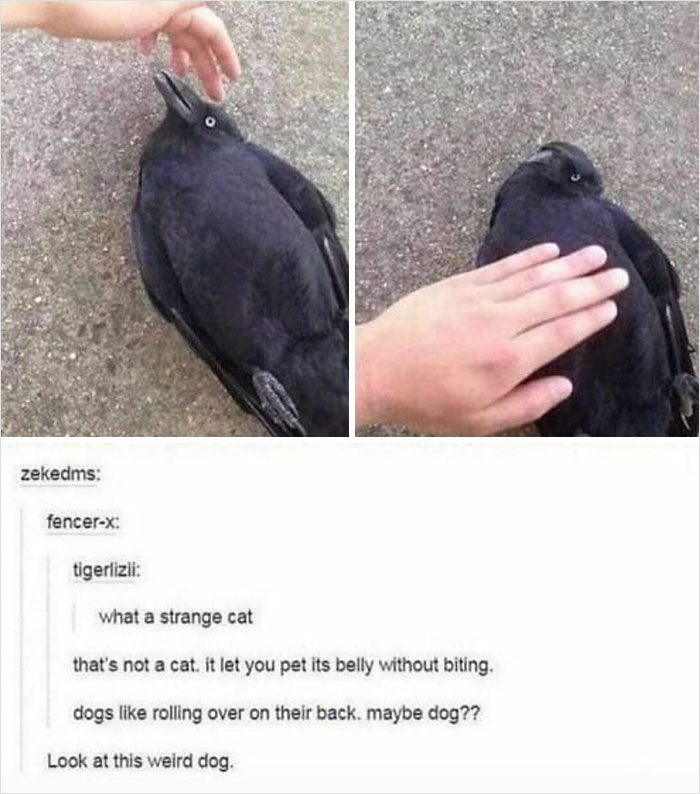 Bird lying on its back being petted, humorously mistaken for a cat, perfect material for memes.