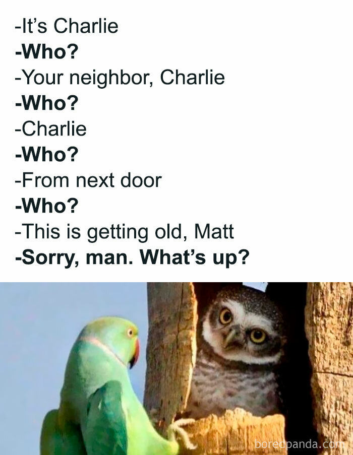 Funny-Birds-Memes