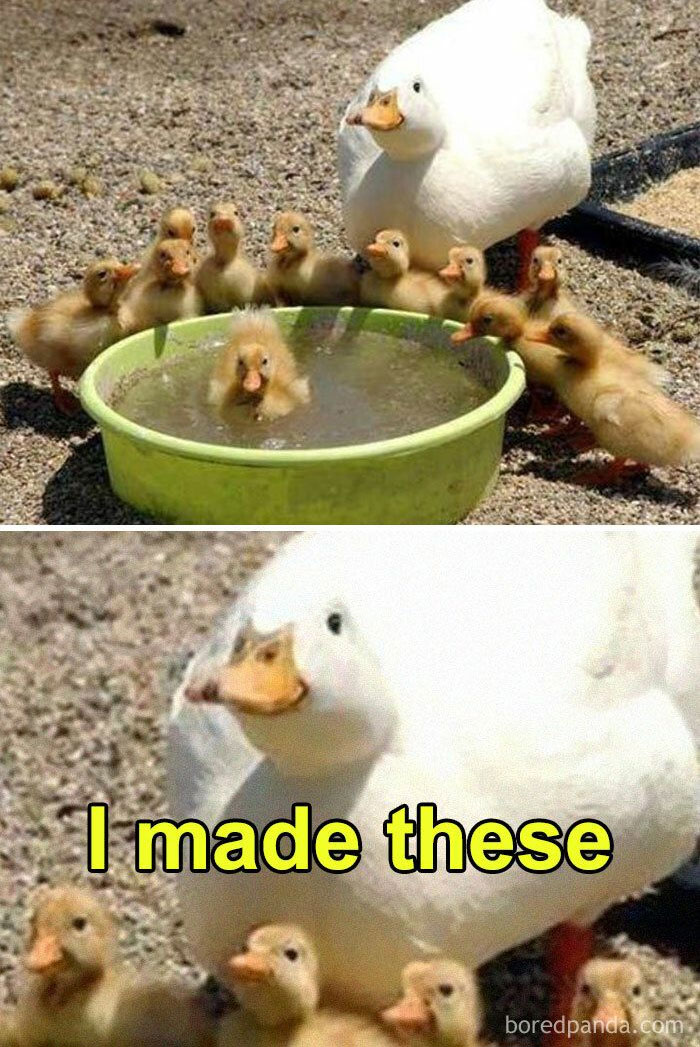 Duck and ducklings around a basin, with meme text "I made these." Perfect material for memes featuring birds.