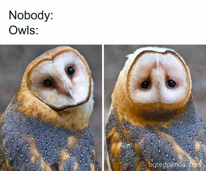 Owls making funny faces, perfect for memes, with a humorous caption "Nobody: Owls:".