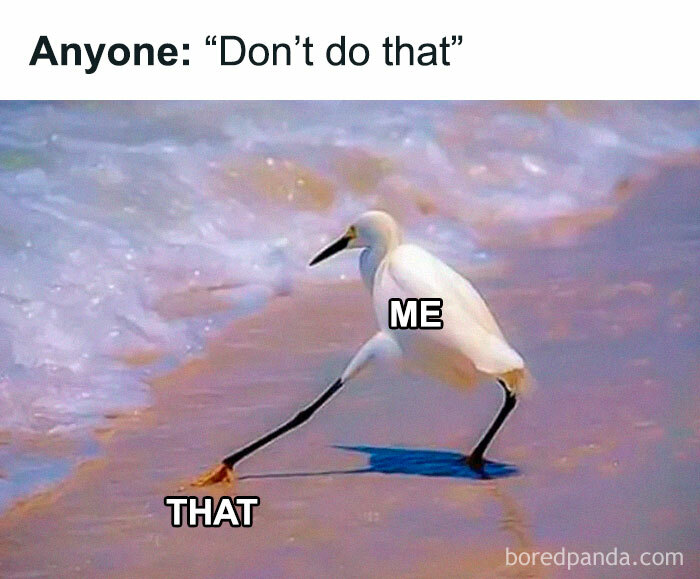 Bird meme showing a bird labeled "ME" reaching for "THAT" on a beach.