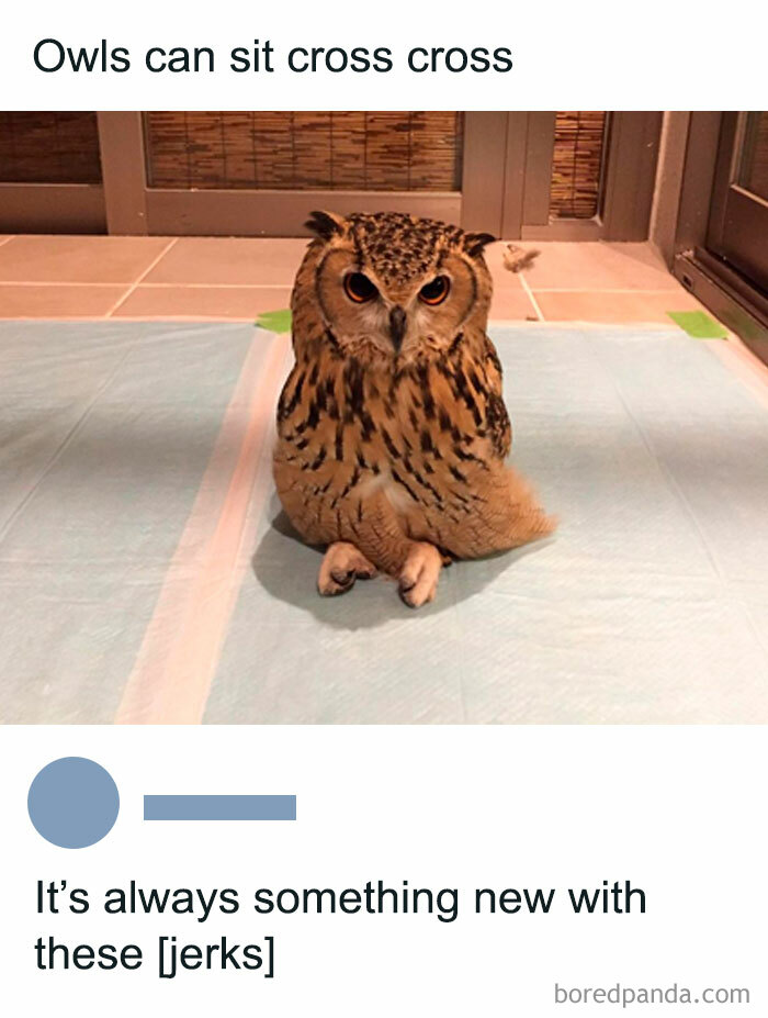 Owl sitting cross-legged indoors, perfect material for memes.
