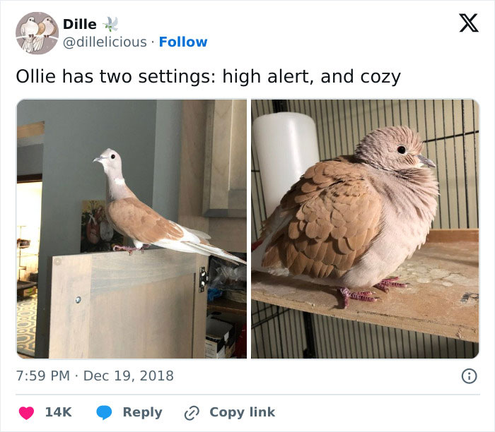 Two birds, one alert and one cozy, perfect for memes.