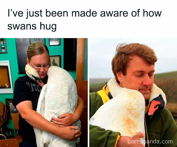 People hugging swans, highlighting birds as perfect meme material.