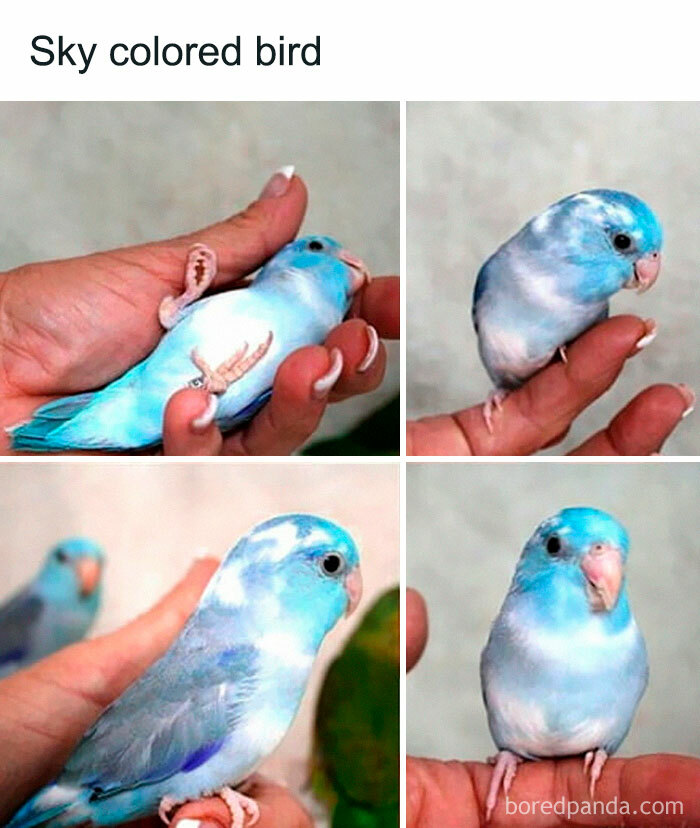 Bright blue bird held in hand, perfect for memes.