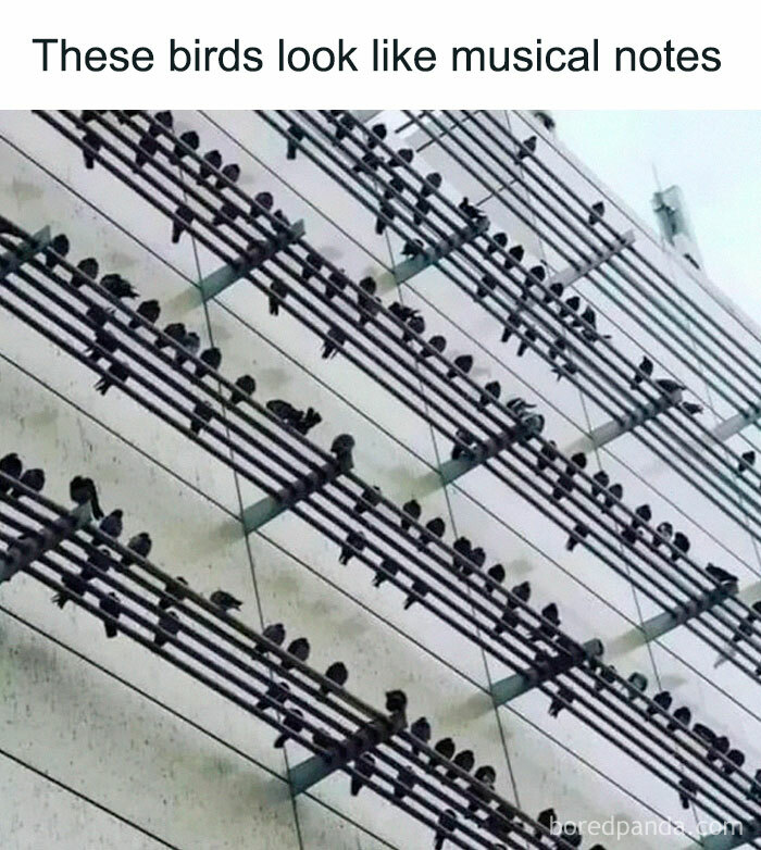 Birds sitting on wires resembling musical notes, perfect meme material.