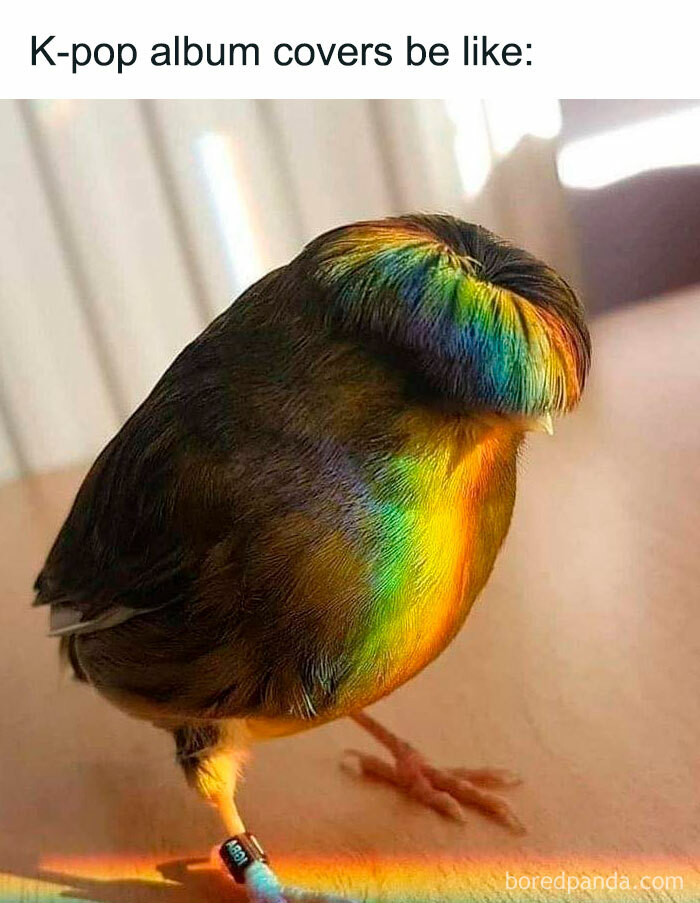 Bird with rainbow feathers reflecting light, resembling a vibrant K-pop album cover, perfect for meme material.