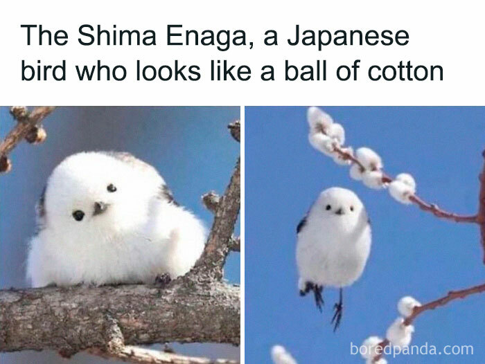 Shima Enaga birds resembling cotton balls perched on branches.
