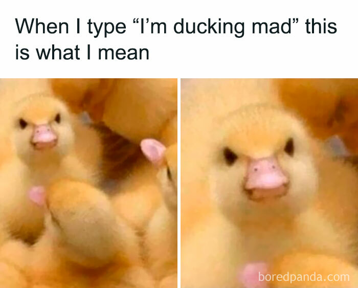 Duckling with a funny expression, perfect for bird memes.
