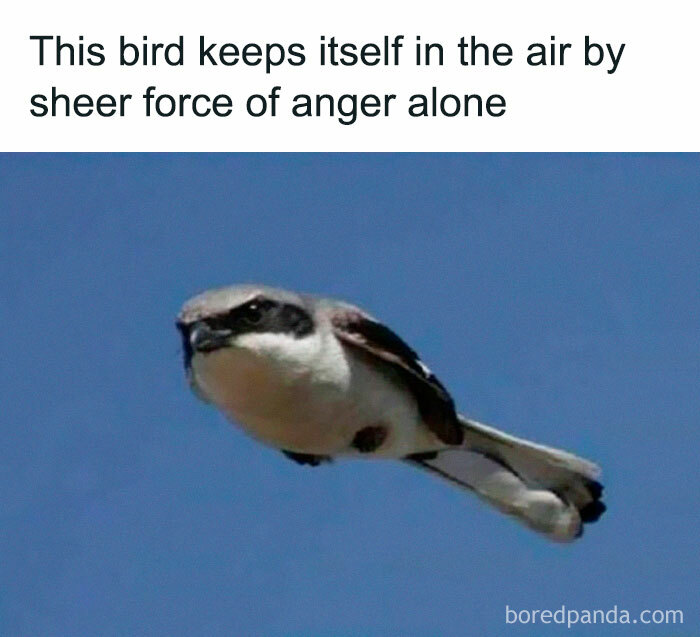 Angry bird flying mid-air, humorously captioned for a meme.