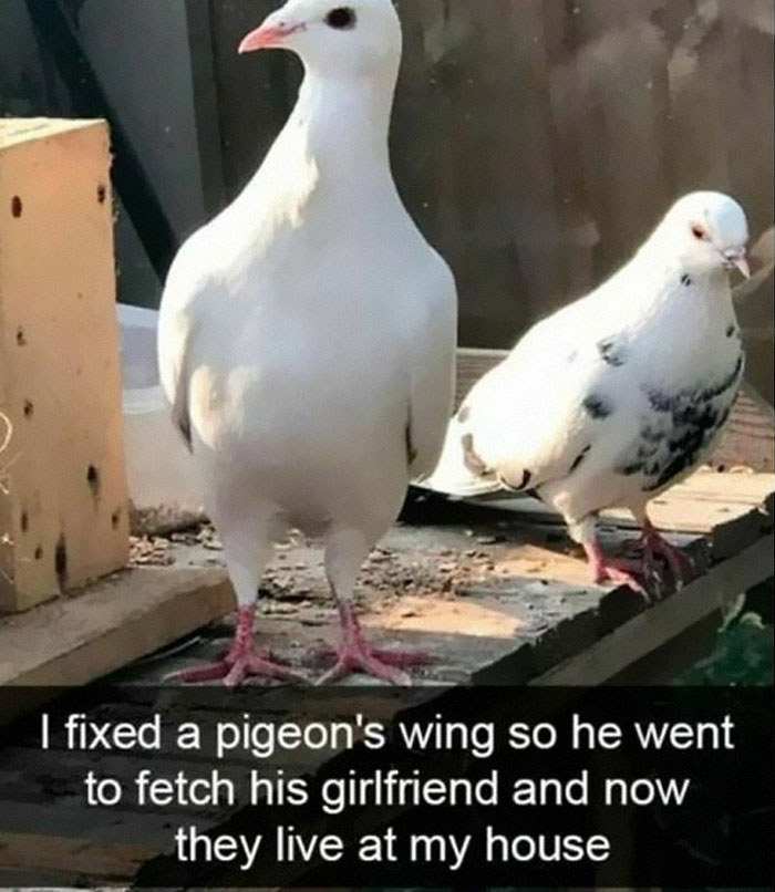 Two pigeons on a ledge with text overlay, perfect material for bird memes.
