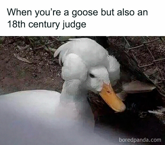 Goose with a judge-like hairstyle, perfect for bird memes.