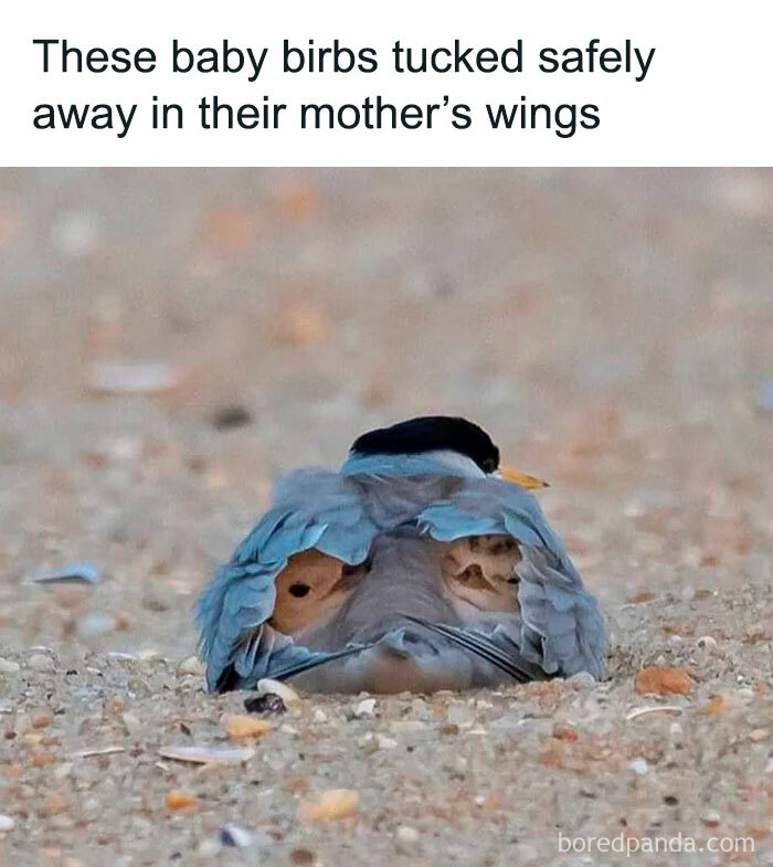 Bird with chicks nestled under its wings on a sandy surface, perfect material for memes.