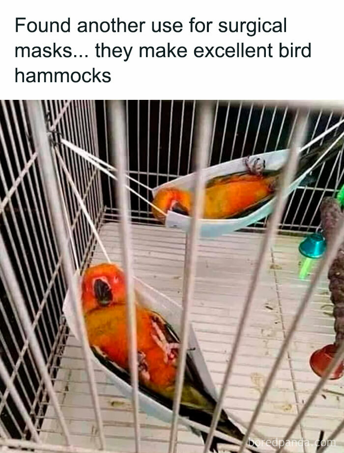 Two birds resting in surgical masks repurposed as hammocks, showcasing perfect material for memes.