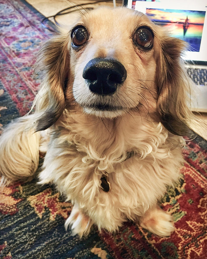 My Son, Luda. Even Though He's 100% Dachshund, He Identifies As A Land Seal