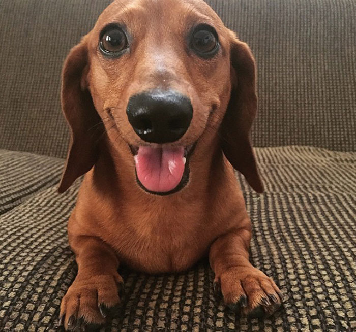 Someday I'll Be Known As "Dexter The Smiling Dachshund"
