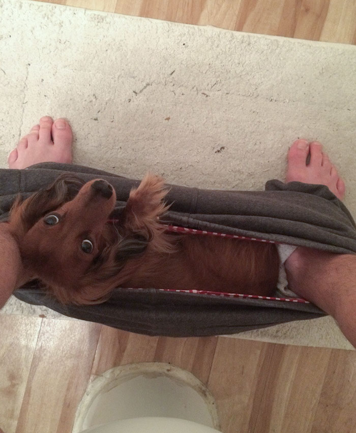 My Dachshund Sits Here Every Morning While I Sit On The Toilet
